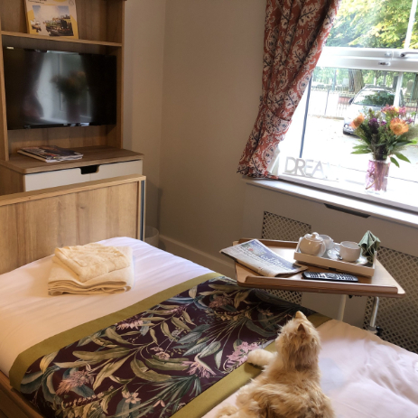 bedroom with a cat on the bed and nice view from window
