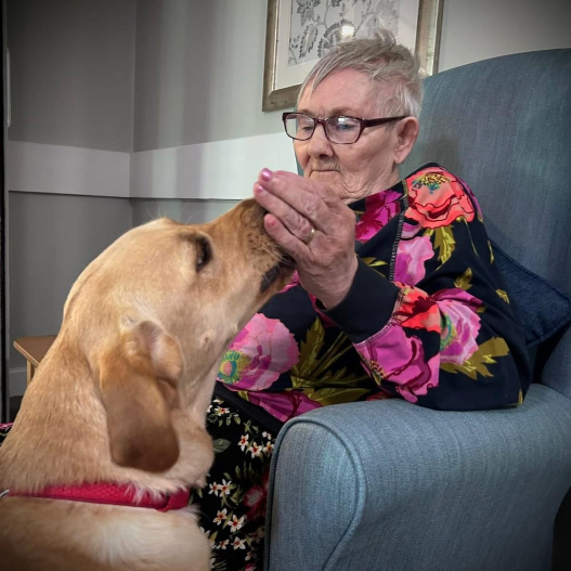 Dog licking ladies hand